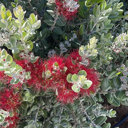 Ferienhaus Ecuba House *